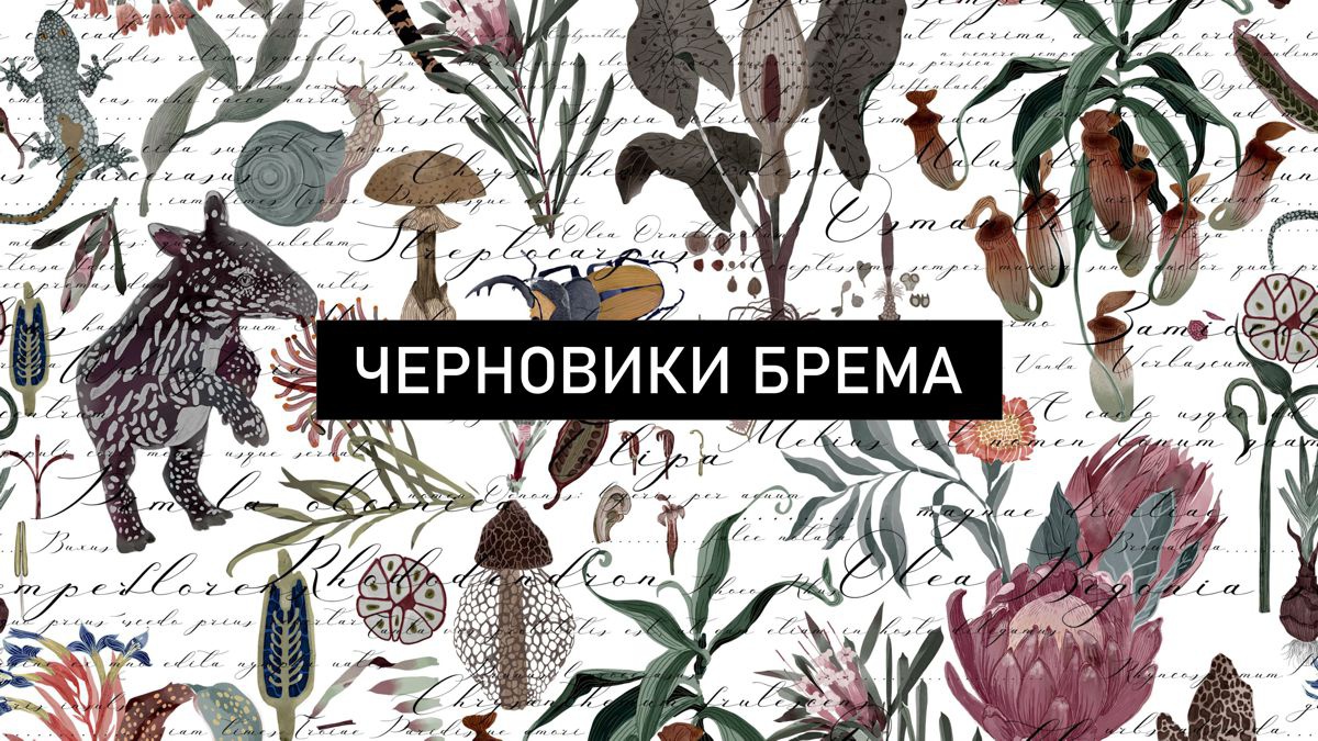 Обложка для капсулы Черновики Брема
